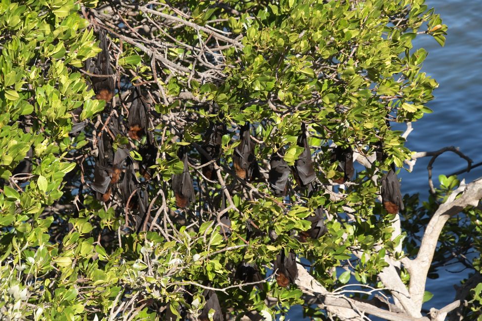 Cape Range NP - Yardie Creek - Flying Foxes / Flying foxes