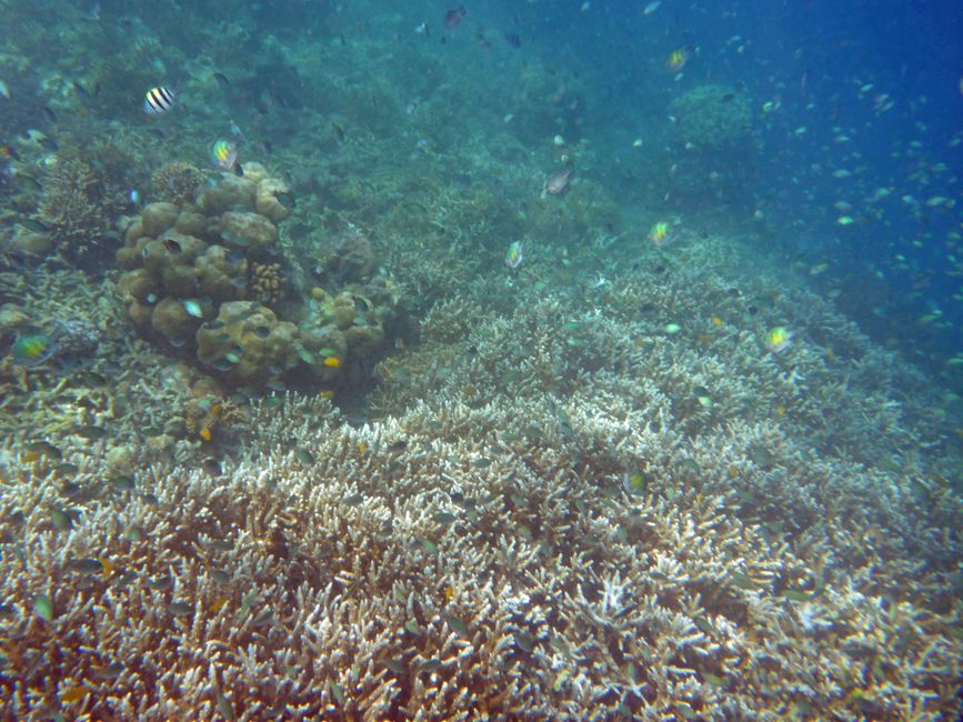 Misool, Westneuguinea, Indonesien, Insel-Ausflug