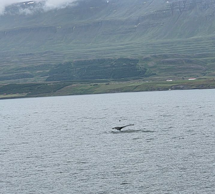 Icelandic Favourites🐋🏊♂️🌧