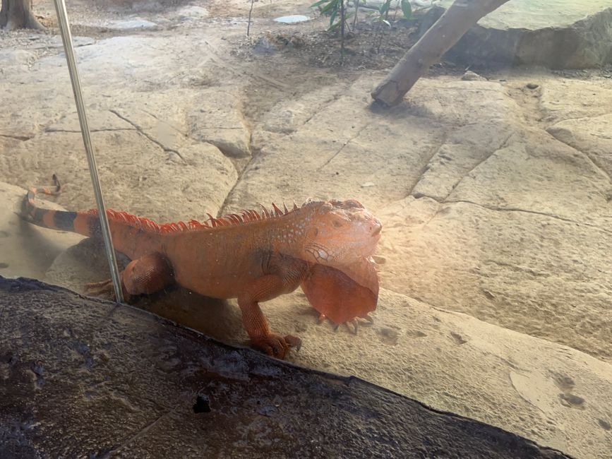 Tag 16 - Phu Quoc: Tierische Higloghts und glitzerndes Einhorn