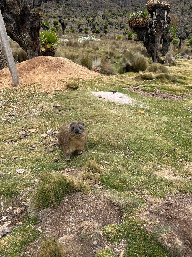 Superamento del Massiccio del Mt. Kenya