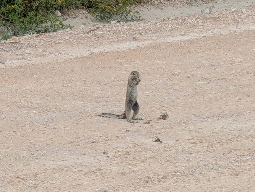 Etosha Park #2 und Onguma Bush Camp 