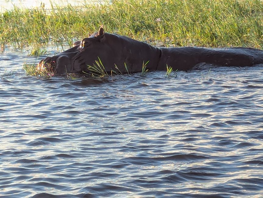 Chobe River und Nationalpark