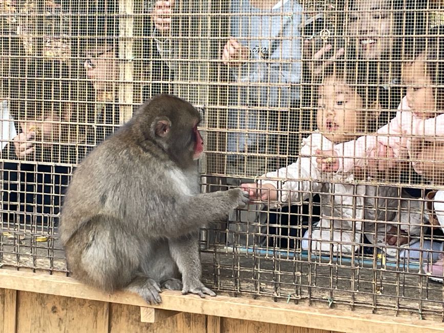 23.Kapitel: Arashiyama oder ein Tag von vorne bis hinten gelungen