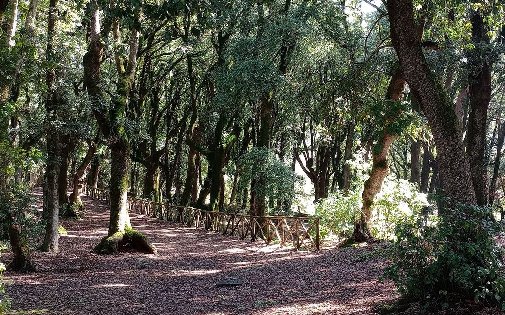 Holy Grove