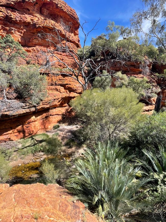 At the canyon floor, the vegetation is lush