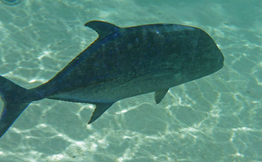 Mo orea