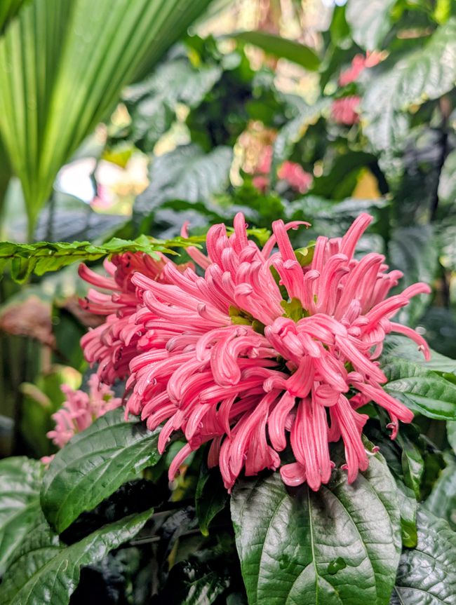 Blumen