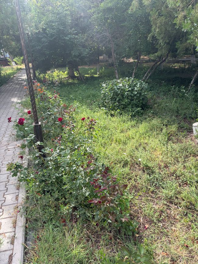 Kentau 