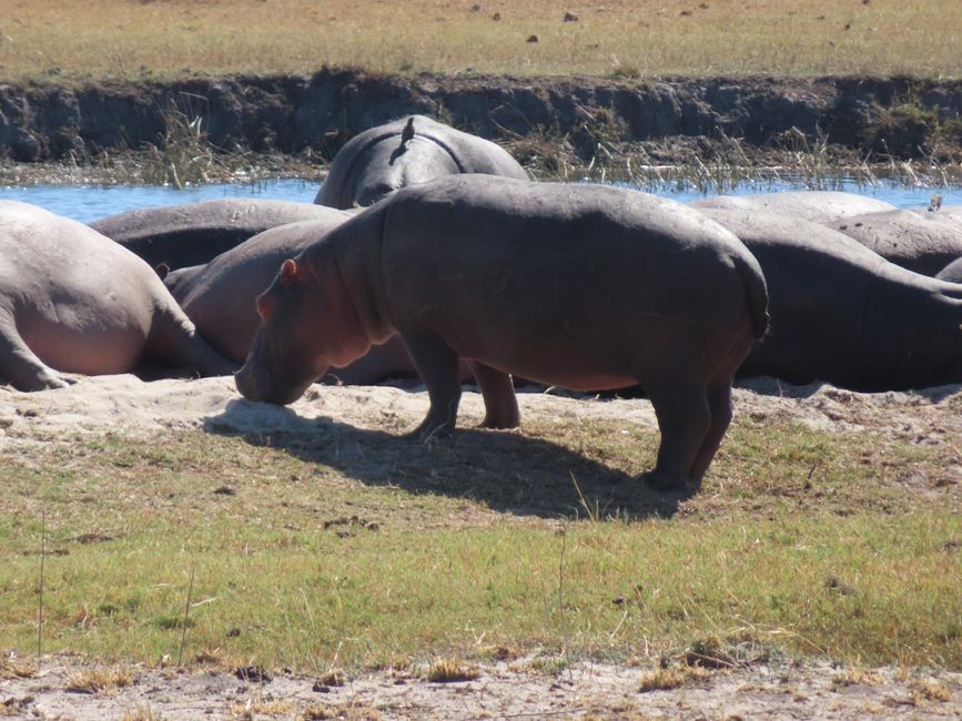 Botswana - Chobe National Park
