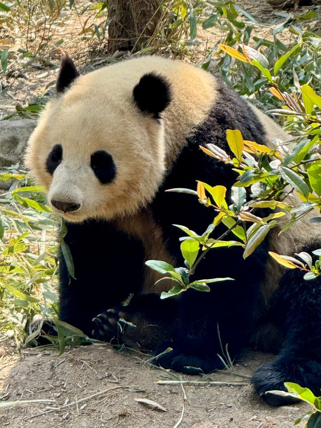 Part 2: Xi'an and Chengdu 🐼
