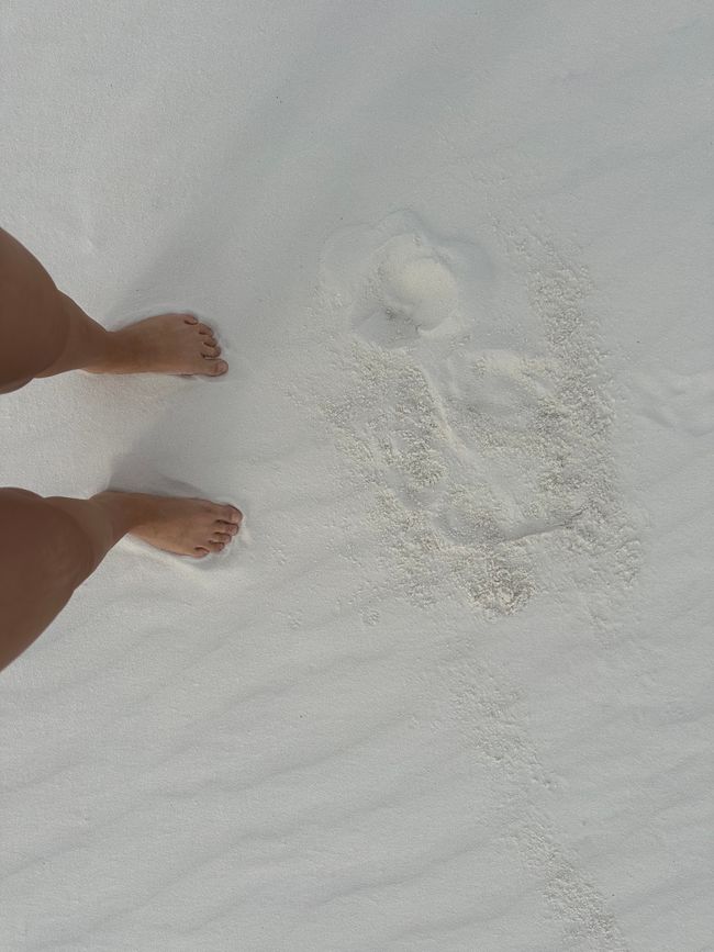 Arizona/ New Mexico/ Petrified Forest/White Sands