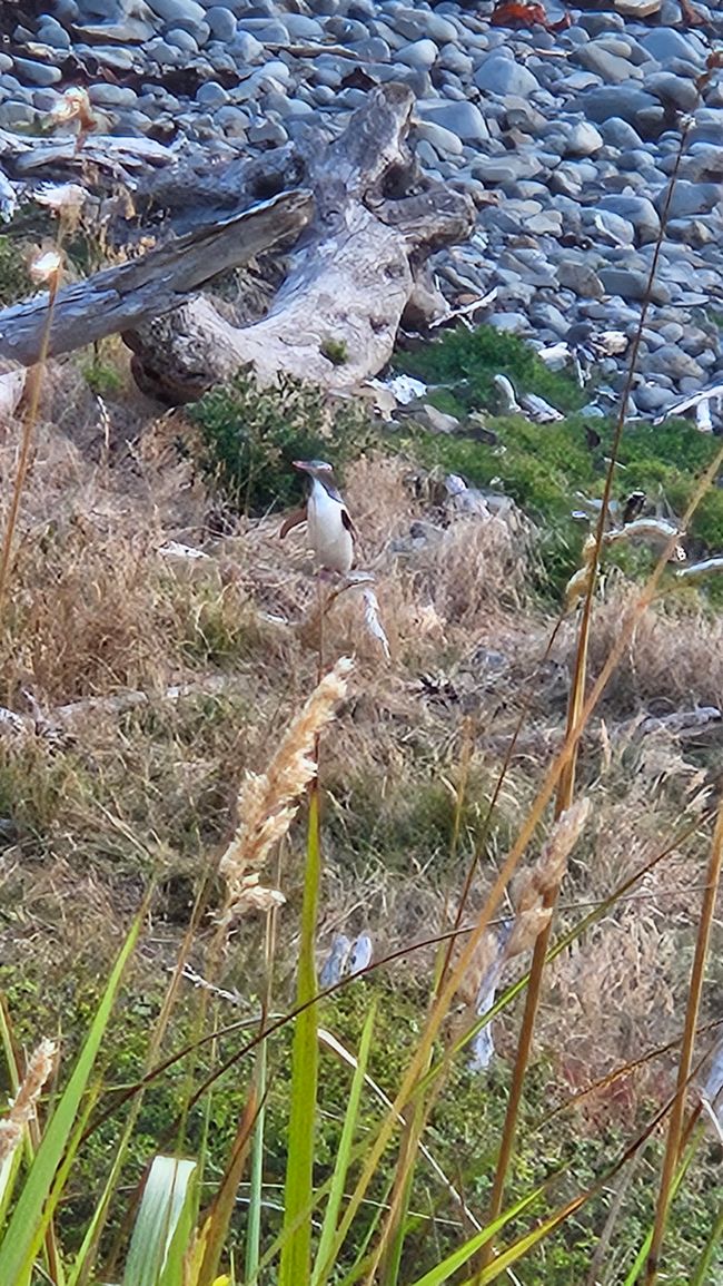 Clifden - Monkey Island - Riverton - Invercargill - Nugget Point