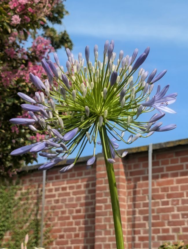 Blumen