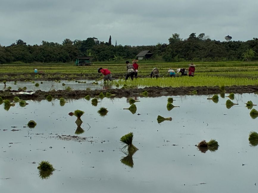Chiang Mai