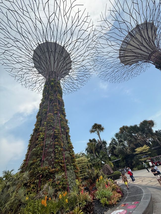 Supertree Grove