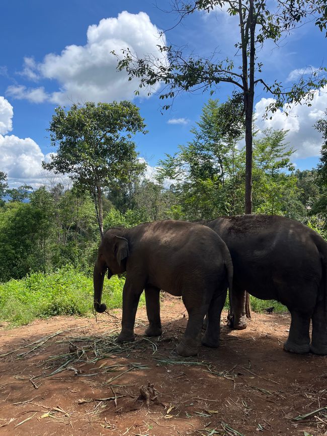 Chiang Mai