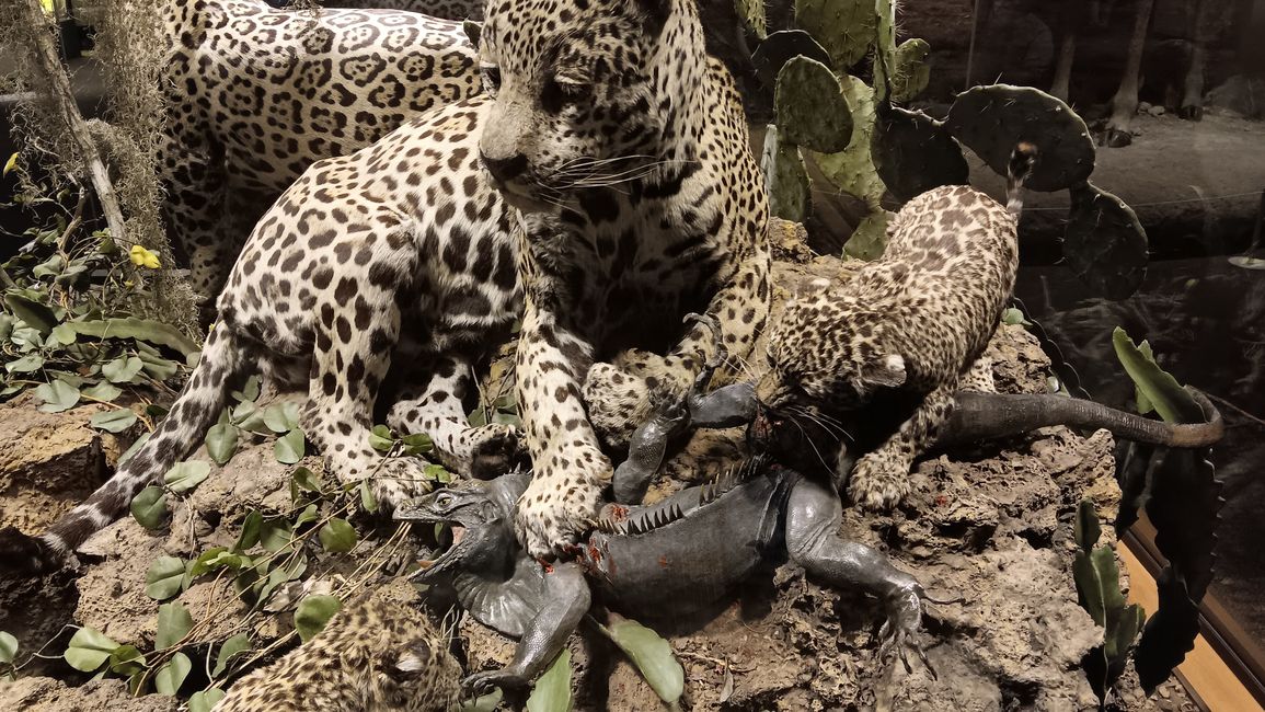 Museum of natural history I