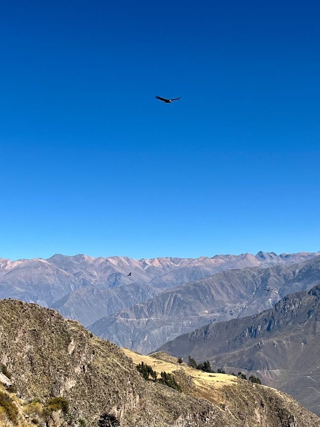 Condors au-dessus du canyon