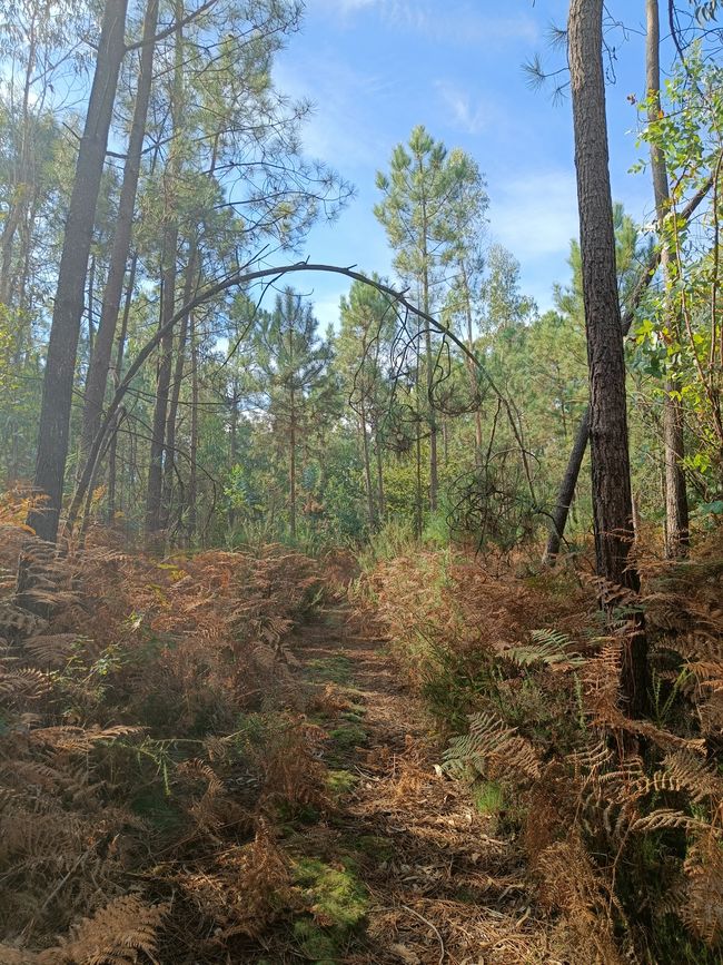 Il mio sentiero forestale 