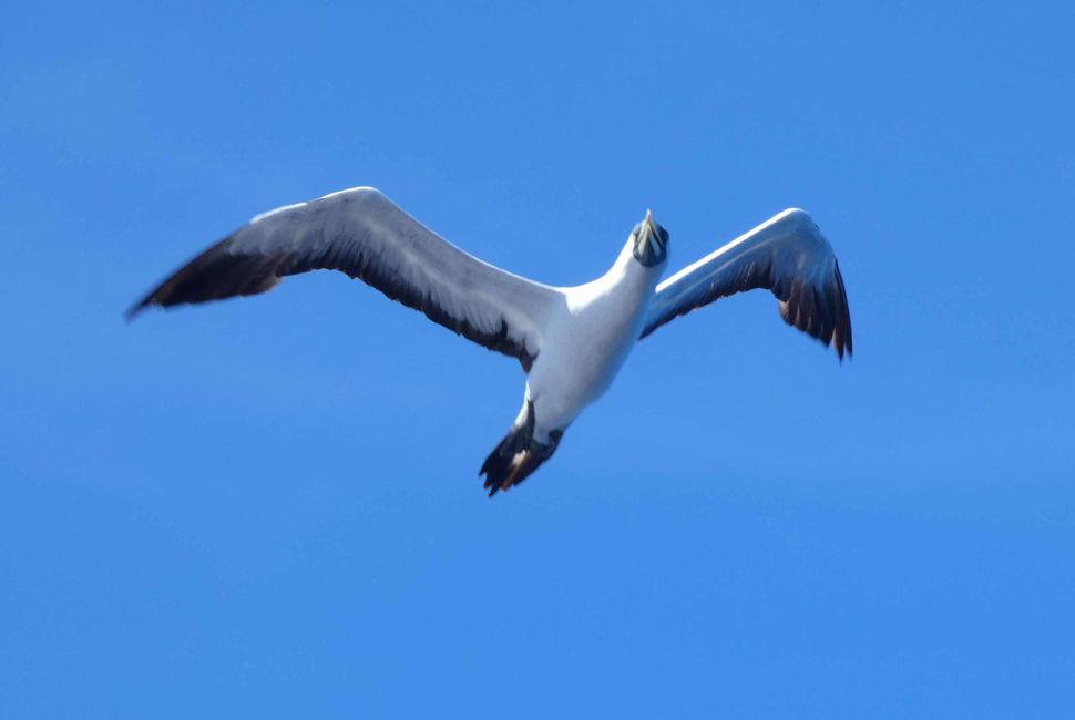 Traversée vers Alotau - Oiseaux marins et poissons volants