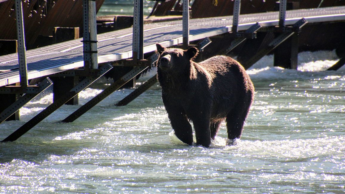 Day 27: Bear Show & Fantastic Mountain Worlds - back to Yukon/Canada