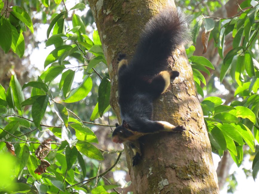 Sinharaja - l'ultima foresta pluviale dello Sri Lanka