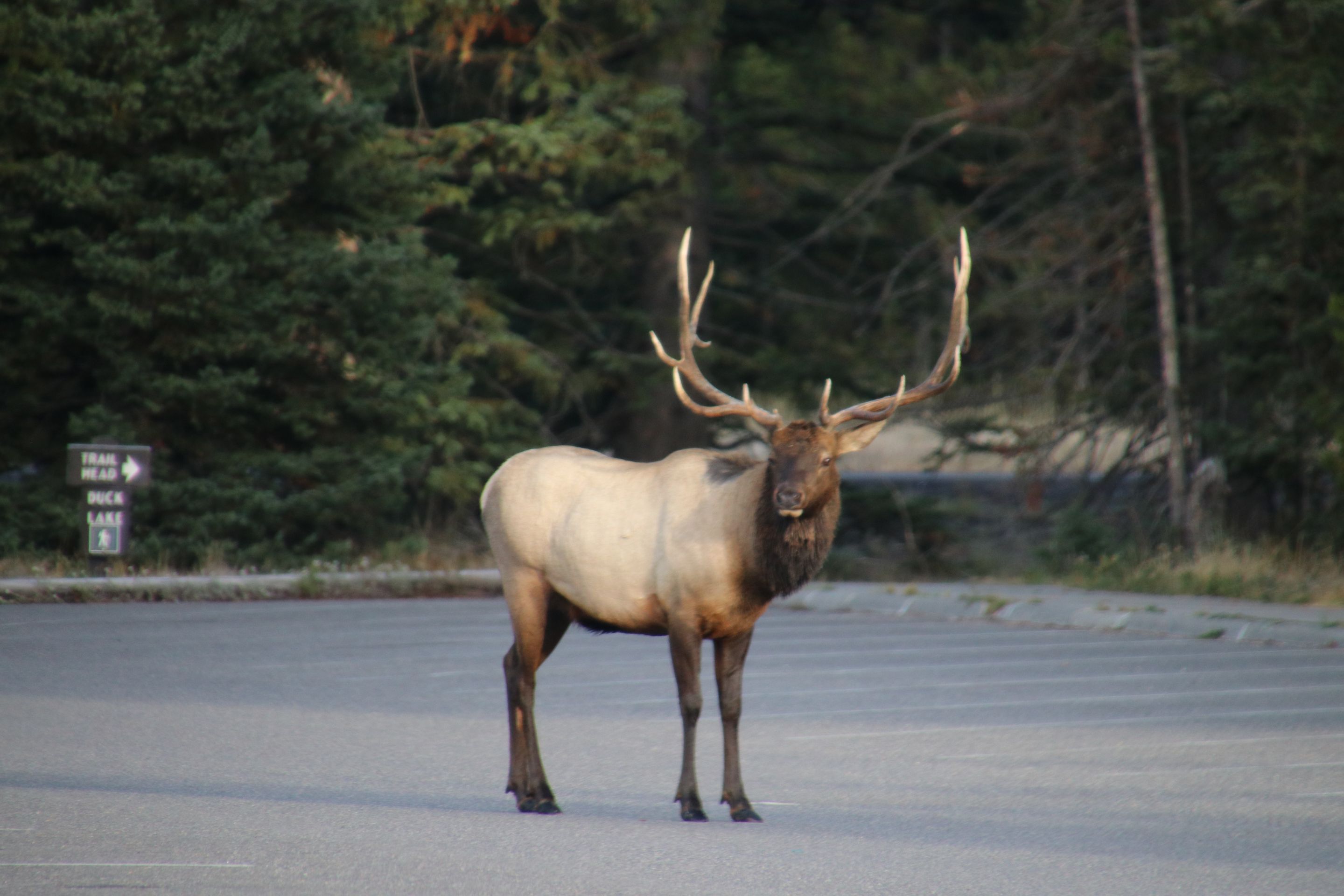 Wyoming markanxa