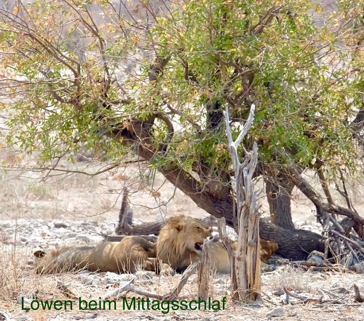 Etosha - we are here!