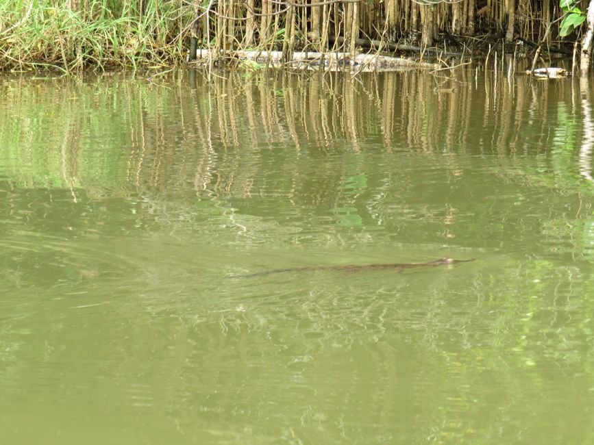 Matara - Mauvais temps, pas de baleines, mais des Salties (crocodiles d'eau salée)