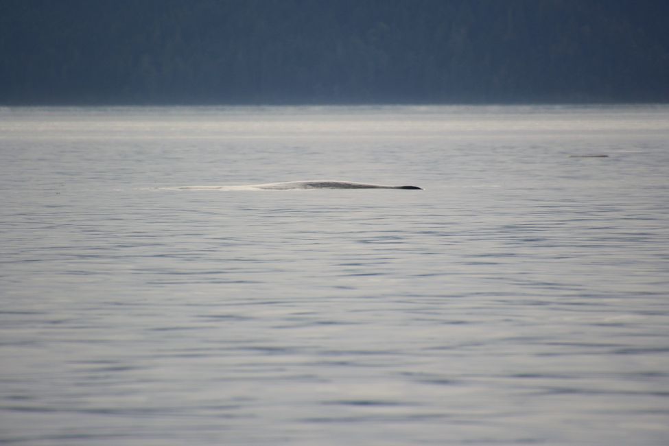 Tour de Observación de Ballenas de Seasmoke