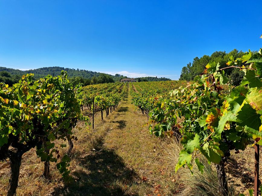 Cooperative vineyard