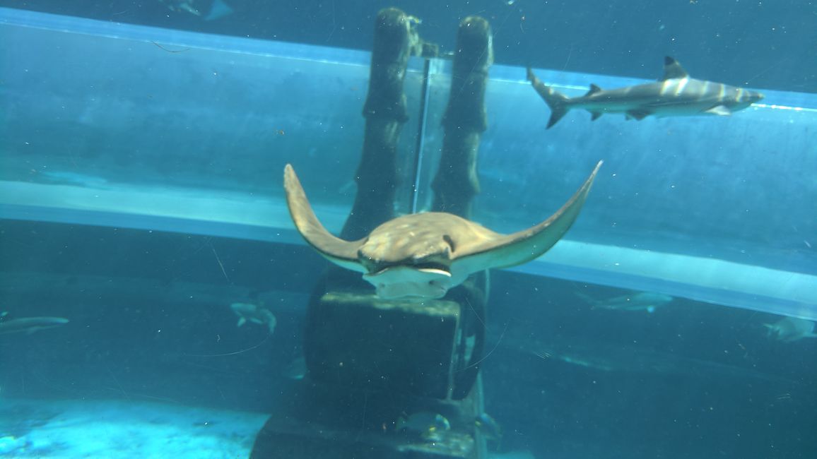 Shark Attack Reifenrutsche