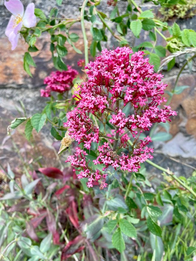 A red spurflower in all its glory.
