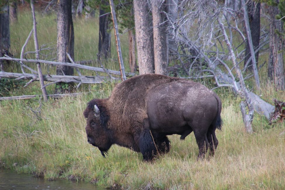 Bison