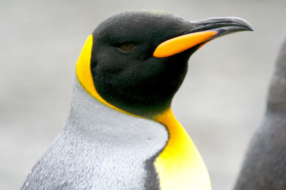 Les pingouins royaux sont un peu plus petits que les empereurs, mais ils ont des couleurs plus vives au cou et au bec.