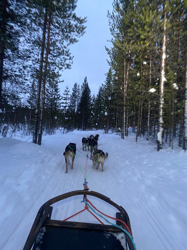 🐕✨❄️