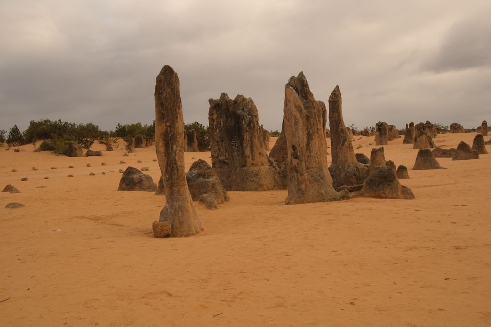 Nambung NP - Gesteins-Zinnen / Pinnacles