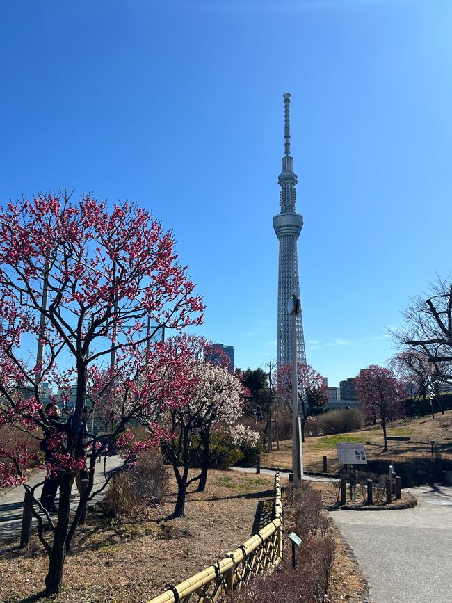 Cesta do Japón
