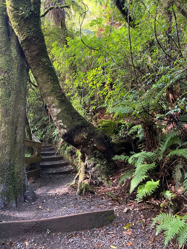 Pūkaha National Wildlife Centre