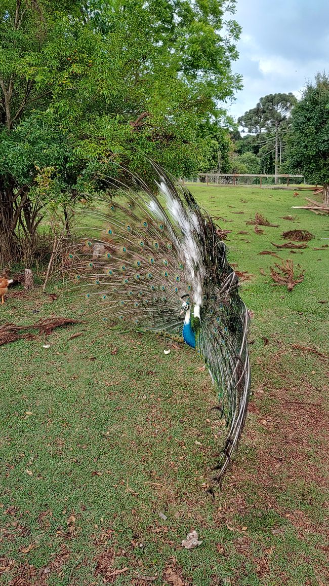Brasil, Curitiba y viaje en tren por la selva tropical