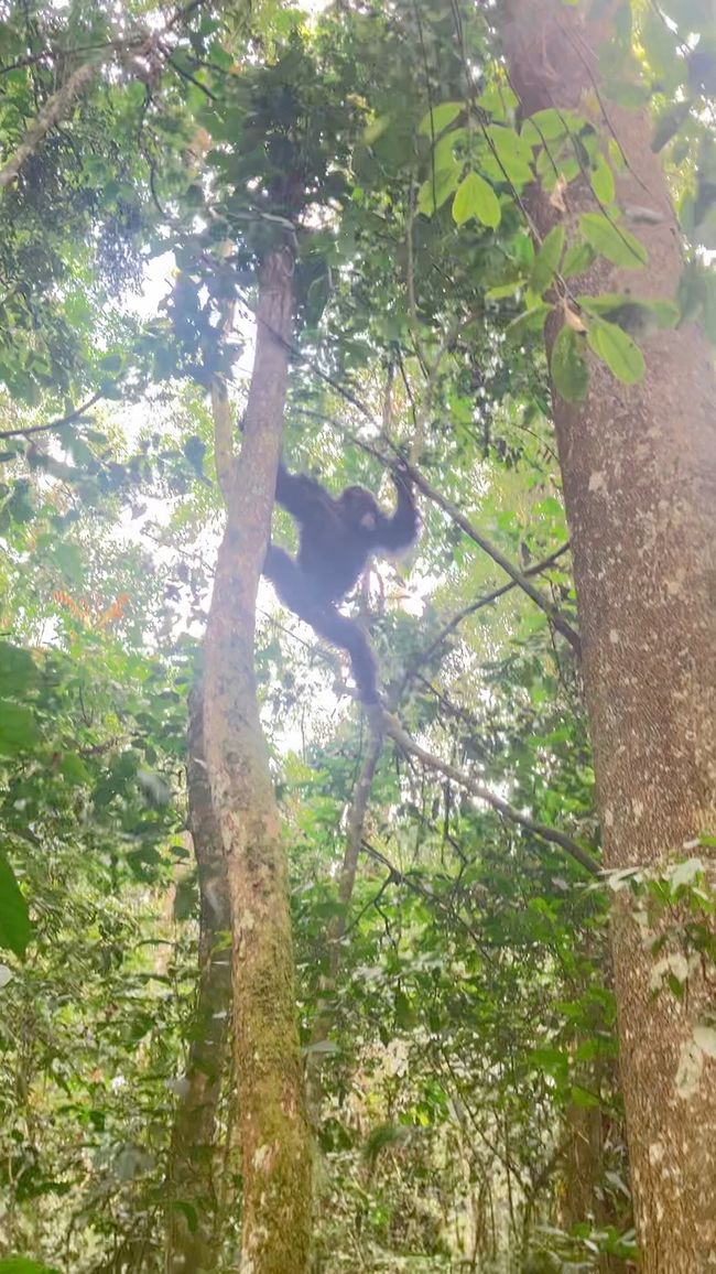 Schimpansen im Kalinzu Forest und Twin Lakes