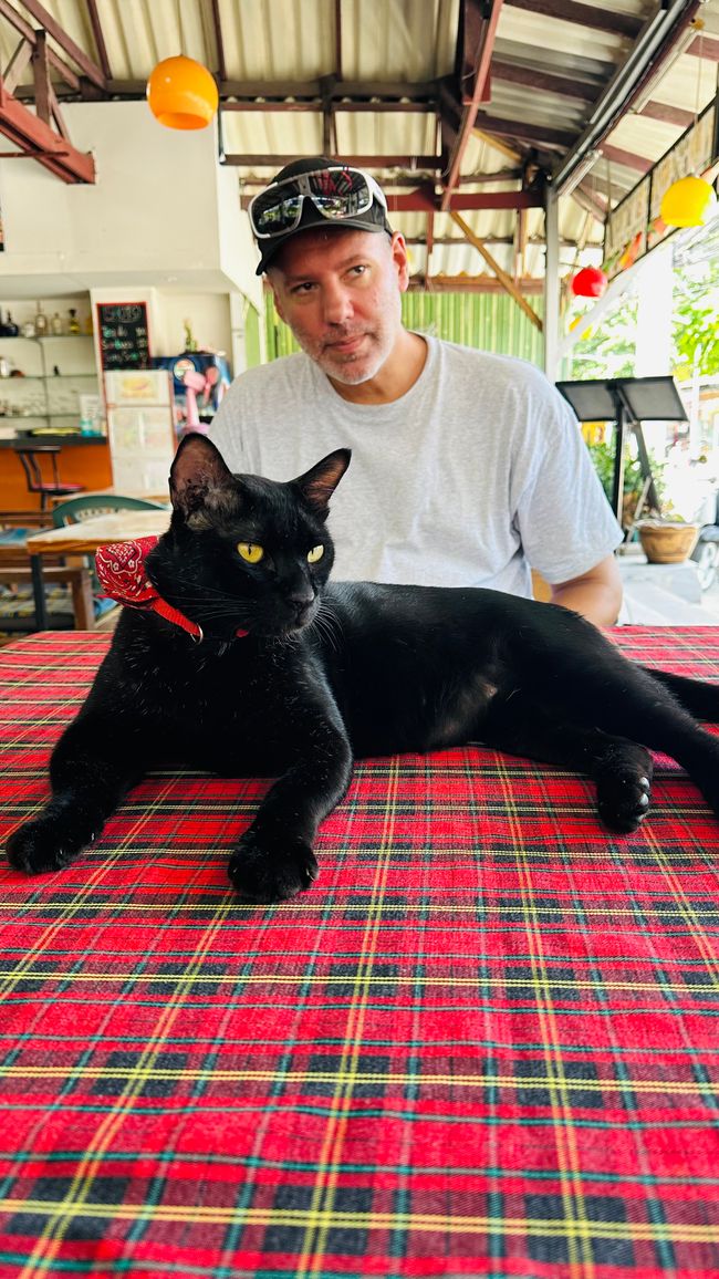 Cafè dei gatti e Mondo Cabybara