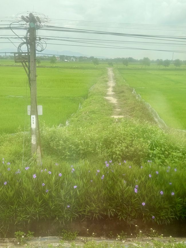 Paysage depuis le train