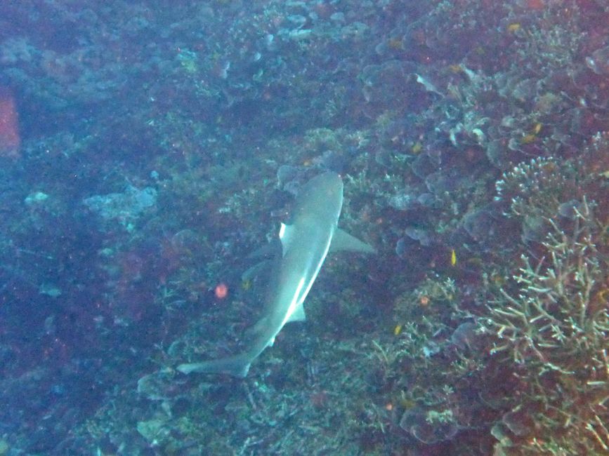 Sauwandarek, Raja Ampat, Indonesia