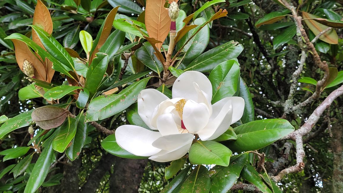 29.Januar-27.Februar 2025 Neuseeland
20.Januar