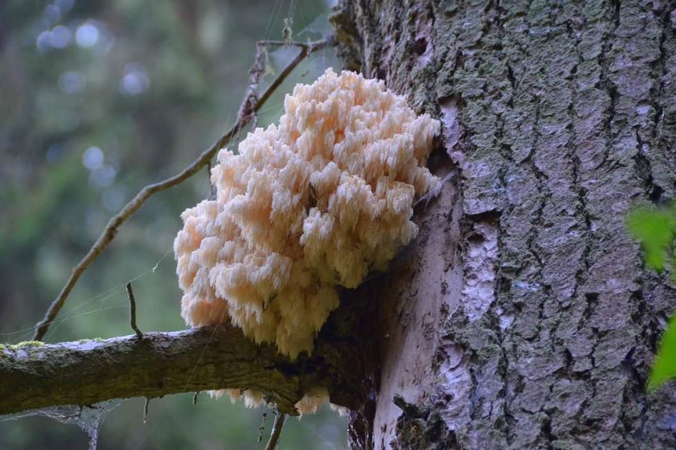 Herbst-Hiking in der Wutachschlucht: Rot, gelb, orange... und du mittendrin!