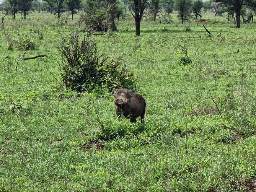 Tansania - Tag 6: Serengeti Nationalpark