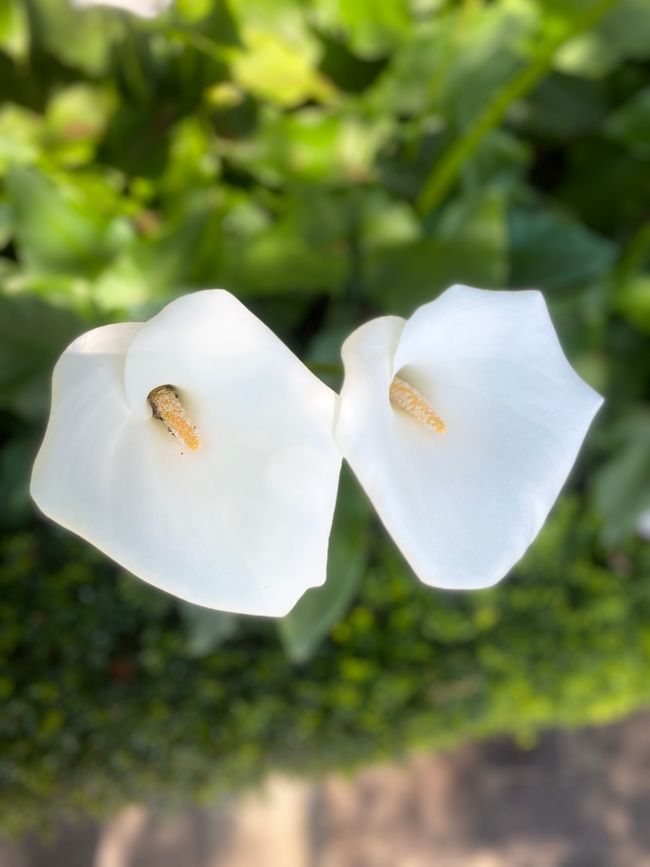 …wunderschöne Fauna…