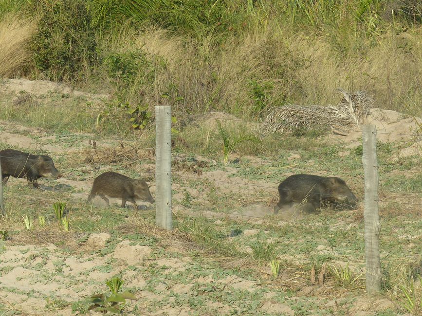 Brasil, A través del Pantanal